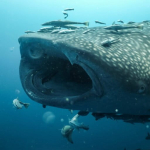 kenali-hiu-paus,-ikan-terbesar-di-dunia-dengan-mulut-selebar-1,5-meter