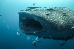 kenali-hiu-paus,-ikan-terbesar-di-dunia-dengan-mulut-selebar-1,5-meter