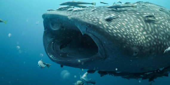 kenali-hiu-paus,-ikan-terbesar-di-dunia-dengan-mulut-selebar-1,5-meter