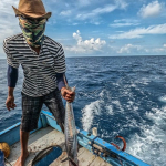 upwelling-dan-el-nino-datang-bersamaan,-tangkapan-ikan-melimpah?