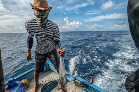 upwelling-dan-el-nino-datang-bersamaan,-tangkapan-ikan-melimpah?