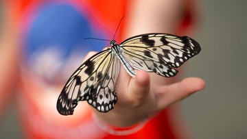 20-contoh-hewan-avertebrata,-ciri,-klasifikasi-dan-bedanya-dengan-vertebrata