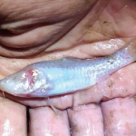 hidup-tanpa-cahaya-di-dalam-gua,-ikan-ini-kehilangan-rongga-matanya