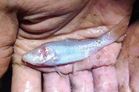hidup-tanpa-cahaya-di-dalam-gua,-ikan-ini-kehilangan-rongga-matanya