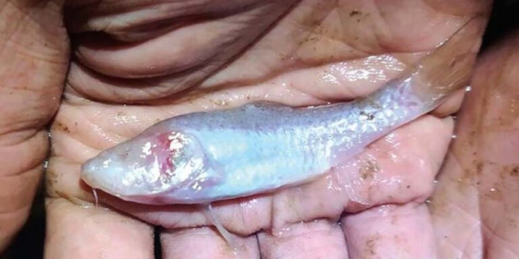 hidup-tanpa-cahaya-di-dalam-gua,-ikan-ini-kehilangan-rongga-matanya