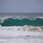 tsunami-dapat-melaju-800-km-per-jam,-bagaimana-nasib-satwa-laut?