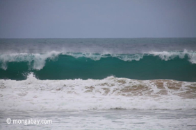 tsunami-dapat-melaju-800-km-per-jam,-bagaimana-nasib-satwa-laut?