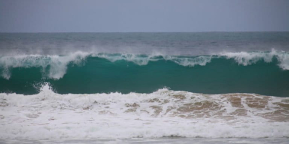 tsunami-dapat-melaju-800-km-per-jam,-bagaimana-nasib-satwa-laut?