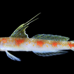 ada-ikan-gobi-baru-dari-laut-banyuwangi