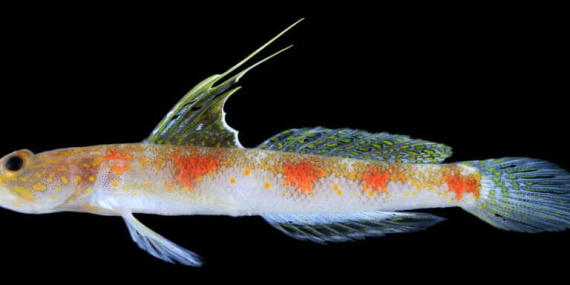 ada-ikan-gobi-baru-dari-laut-banyuwangi