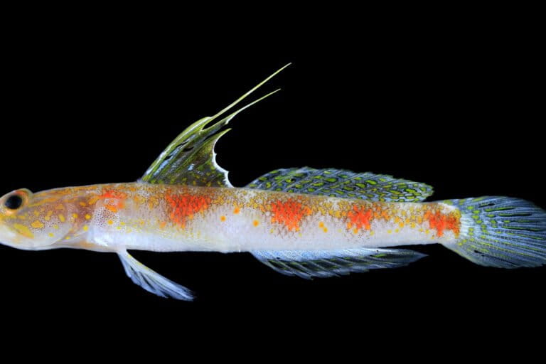 ada-ikan-gobi-baru-dari-laut-banyuwangi