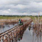 mengadang-el-nino,-meredam-karhutla:-restorasi-gambut-harus-berlanjut-meski-brgm-bubar