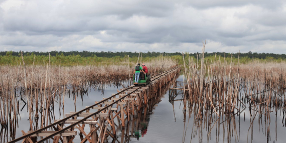 mengadang-el-nino,-meredam-karhutla:-restorasi-gambut-harus-berlanjut-meski-brgm-bubar