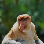 bekantan,-arsitek-ekosistem-hutan-mangrove-kalimantan-yang-terlupakan