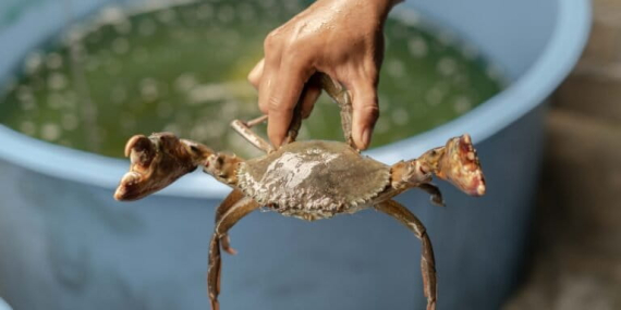 rahasia-di-balik-gerakan-menyamping-kepiting-sejak-200-juta-tahun-lalu
