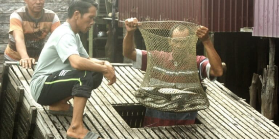 nelayan-rawa-paminggir-merajut-asa-di-tengah-susutnya-tangkapan-ikan-rawa