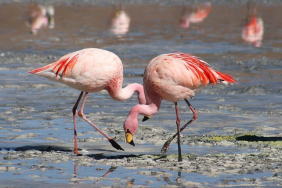 mengapa-flamingo-tidak-jatuh-saat-berdiri-satu-kaki,-bahkan-ketika-tidur?