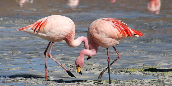 mengapa-flamingo-tidak-jatuh-saat-berdiri-satu-kaki,-bahkan-ketika-tidur?