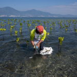 26-juli-harus-lebih-dari-sekadar-seremonial-hari-mangrove