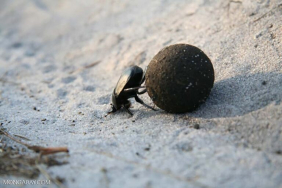 dung-beetle,-si-‘petugas-kebersihan’-ekosistem-yang-menggelindingkan-kotoran