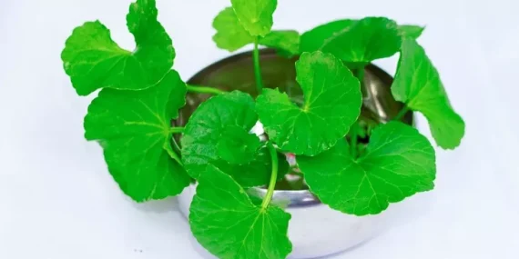 Kencur Hitam dan Daun Pegagan Mampu Mengurangi Radang Saraf Mata