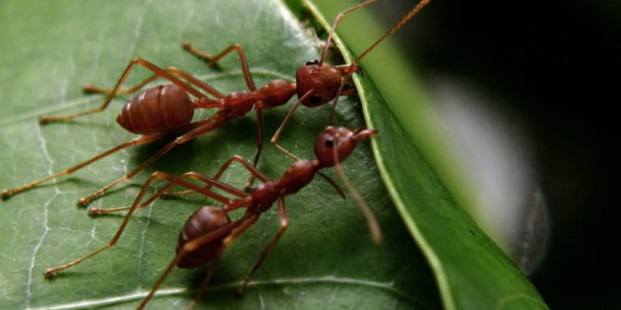ternyata-semut-bisa-mengobati-dan-mengamputasi-temannya