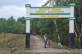 upaya-kelompok-parit-segagah-pulihkan-mangrove-bengkalis