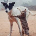 ras-kucing-dan-anjing-apa-yang-paling-panjang-umur?