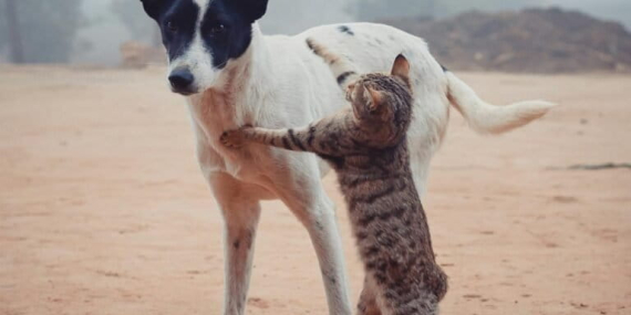 ras-kucing-dan-anjing-apa-yang-paling-panjang-umur?