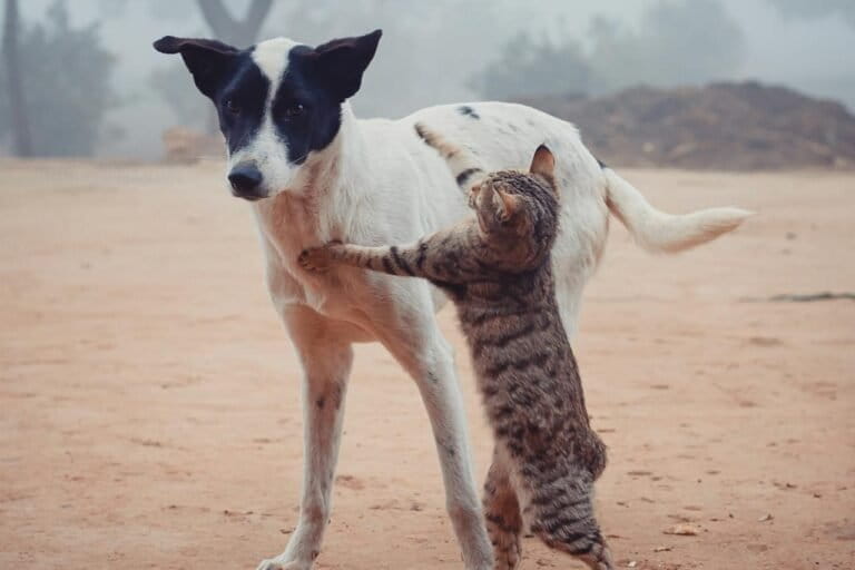 ras-kucing-dan-anjing-apa-yang-paling-panjang-umur?