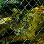 5-jam-“bersama”-harimau-sumatera,-kisah-ranger-leuser-selamat-dari-maut