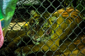 5-jam-“bersama”-harimau-sumatera,-kisah-ranger-leuser-selamat-dari-maut