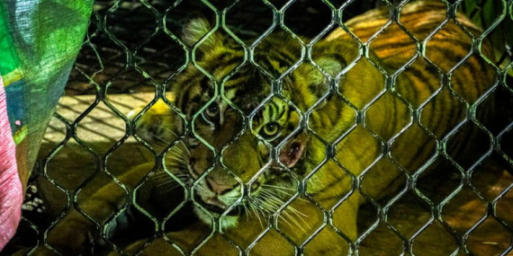 5-jam-“bersama”-harimau-sumatera,-kisah-ranger-leuser-selamat-dari-maut