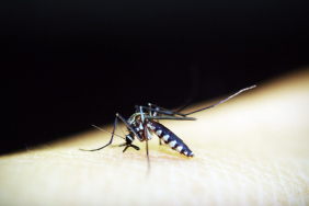 mempertahankan-daerah-bebas-malaria-dan-percepat-eliminasinya-menuju-2030