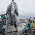 palung-gelap-industri-tuna-benoa
