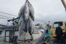 palung-gelap-industri-tuna-benoa