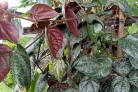 sirih-merah-kini-jadi-bahan-kosmetik-lokal,-rahasia-cerahkan-kulit