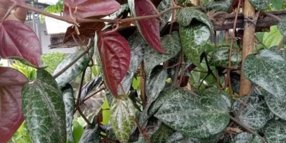 Sirih Merah Kini Jadi Bahan Kosmetik Lokal, Rahasia Cerahkan Kulit