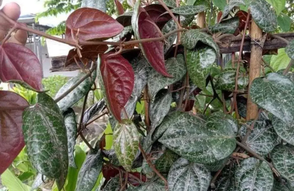 sirih-merah-kini-jadi-bahan-kosmetik-lokal,-rahasia-cerahkan-kulit
