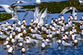 the-warning-signs-are-over:-australia-now-faces-a-devastating-bird-flu-outbreak-in-wildlife