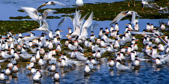 the-warning-signs-are-over:-australia-now-faces-a-devastating-bird-flu-outbreak-in-wildlife