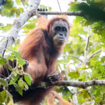 mengapa-populasi-orangutan-di-sumatera-terus-turun?