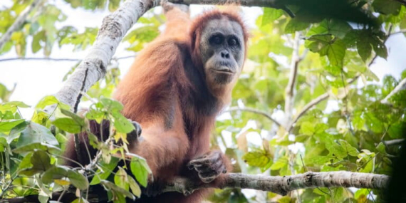mengapa-populasi-orangutan-di-sumatera-terus-turun?