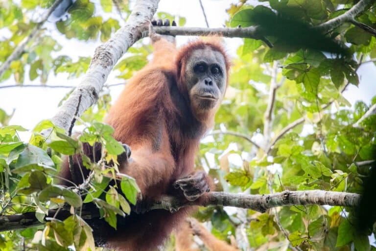 mengapa-populasi-orangutan-di-sumatera-terus-turun?