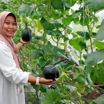 melon-hitam,-kandidat-buah-unggul-yang-tahan-hingga-dua-bulan
