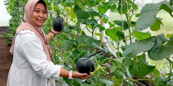 melon-hitam,-kandidat-buah-unggul-yang-tahan-hingga-dua-bulan