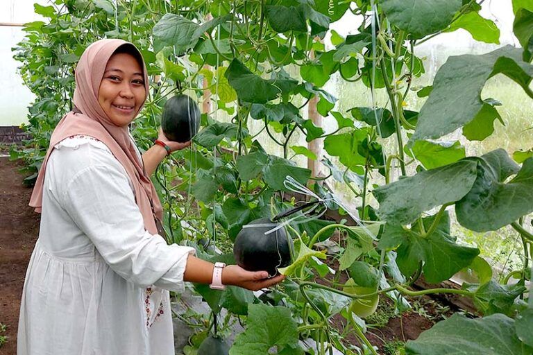 melon-hitam,-kandidat-buah-unggul-yang-tahan-hingga-dua-bulan