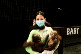 mengasuh-untuk-melepaskan,-kisah-dela-mawar-dan-4-bayi-orangutan