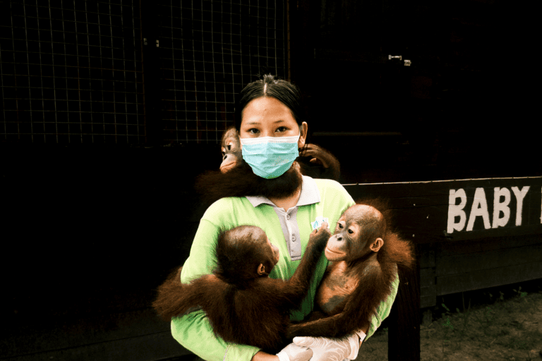mengasuh-untuk-melepaskan,-kisah-dela-mawar-dan-4-bayi-orangutan