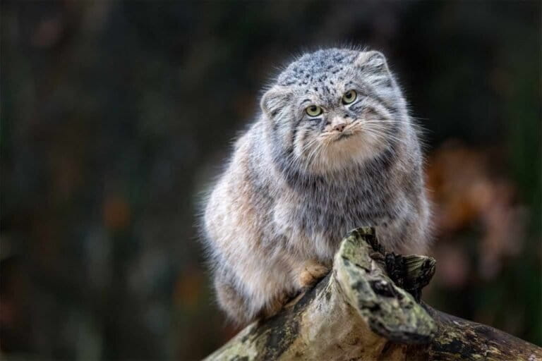 kucing-pallas:-sang-kucing-paling-cemberut-yang-menghuni-ekosistem-paling-keras-di-bumi